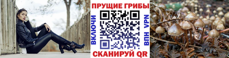 Галлюциногенные грибы GOLDEN TEACHER закладка Жуковский